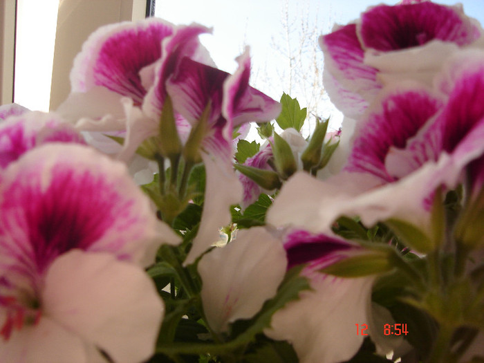 DSC04441
