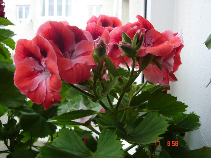 DSC04444