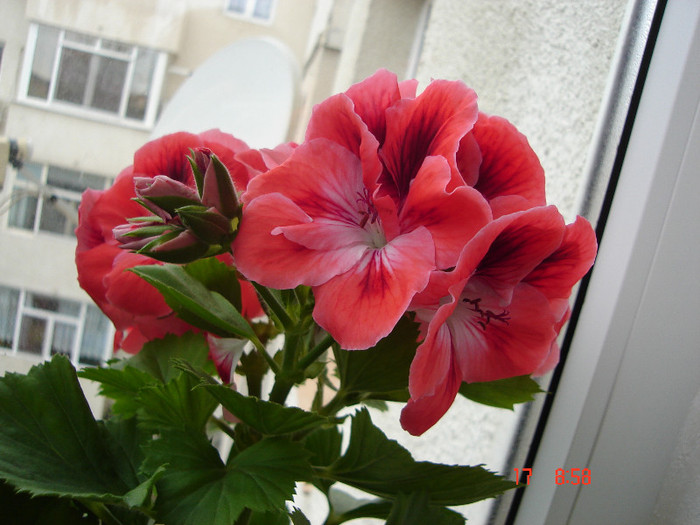 DSC04445