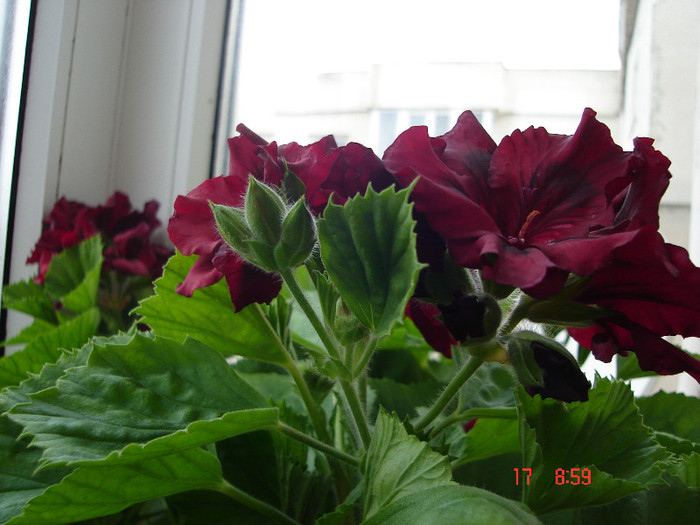 DSC04446