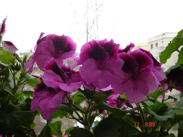 DSC04447