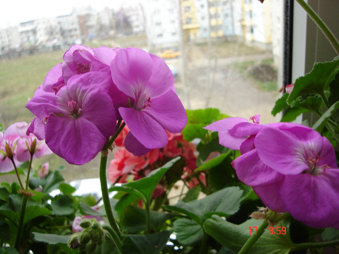 DSC04448