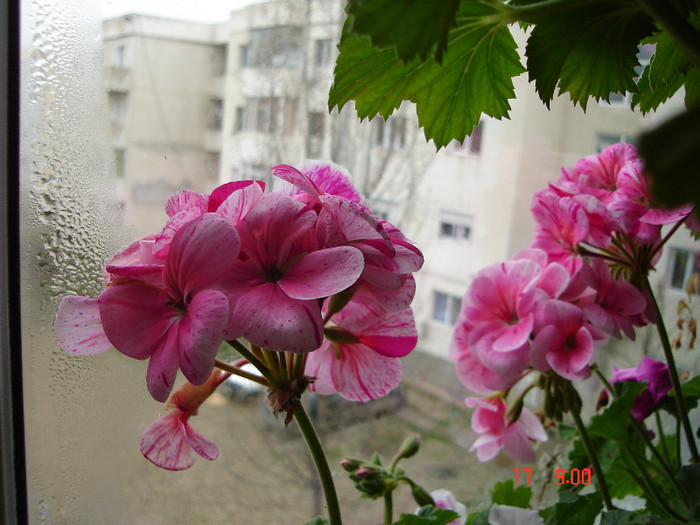 DSC04451