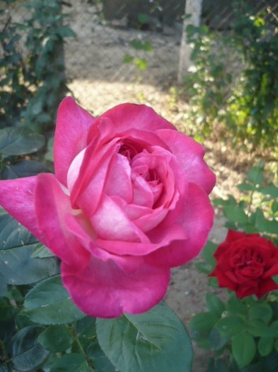 P1120251 - Trandafirii mei 2012
