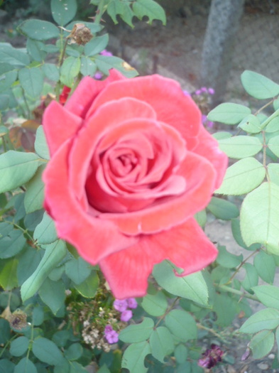 P1120254 - Trandafirii mei 2012