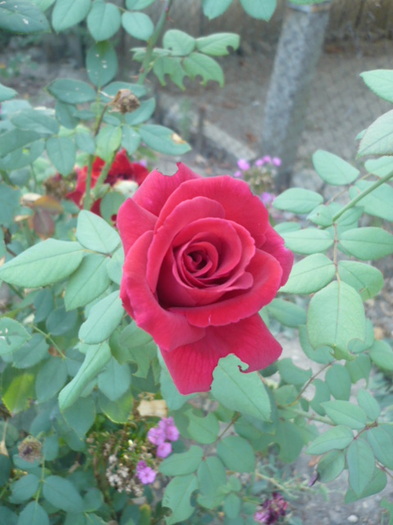 P1120255 - Trandafirii mei 2012