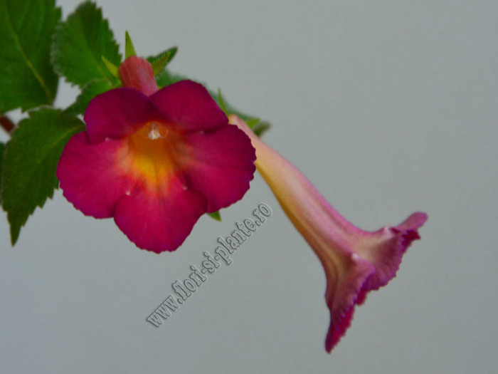 Achimenes Red Giant - ACHIMENES II