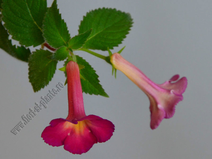 Achimenes Red Giant - ACHIMENES II