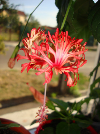  - hibiscusi