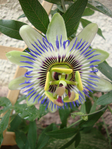 foto 034 - florile mele2