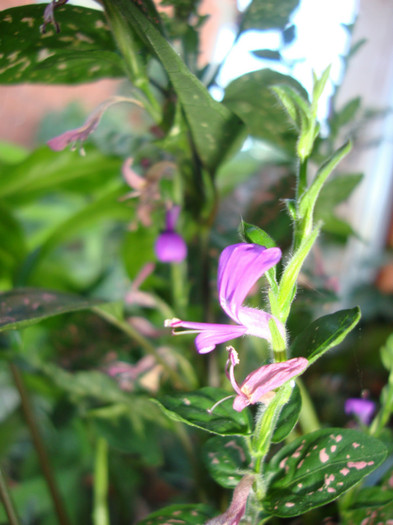 foto 077 - florile mele2