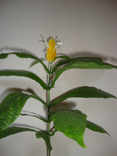 foto 112 - florile mele2