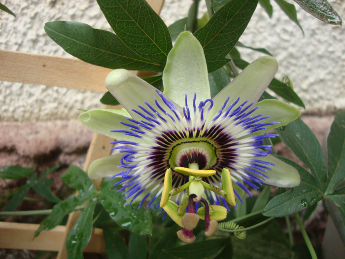 foto 035 - florile mele2