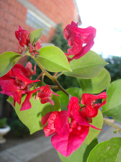 foto 088 - florile mele2