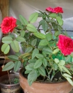 31 august 2012-flori 006