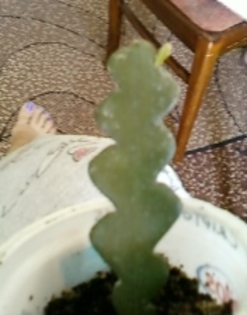 cryptocereus