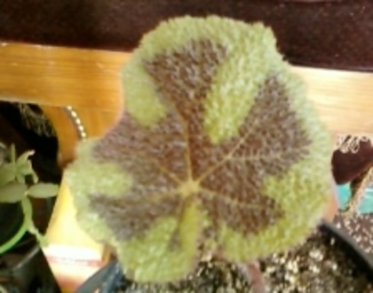 begonia masoniana "iron cros"