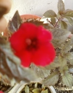31 august 2012-flori 015