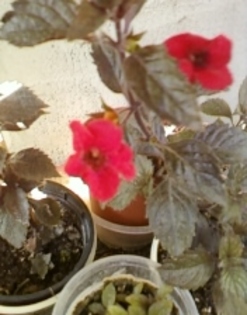 31 august 2012-flori 014