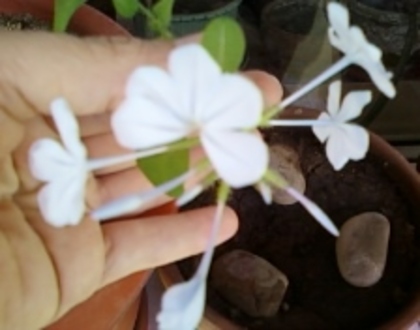 plumbago bleu (auriculata) - plumbago bleu