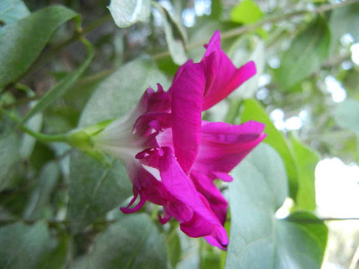 Double Pink Morning Glory (2012, Aug.31) - Double Pink Ipomoea Nil