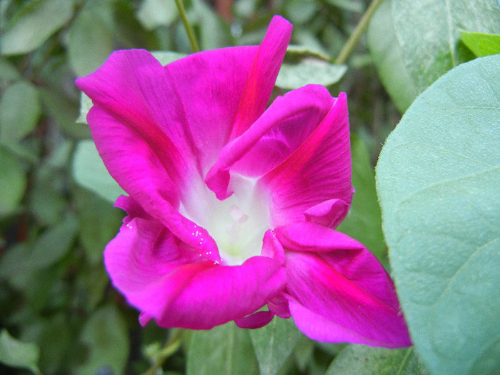 Double Pink Morning Glory (2012, Aug.31) - Double Pink Ipomoea Nil