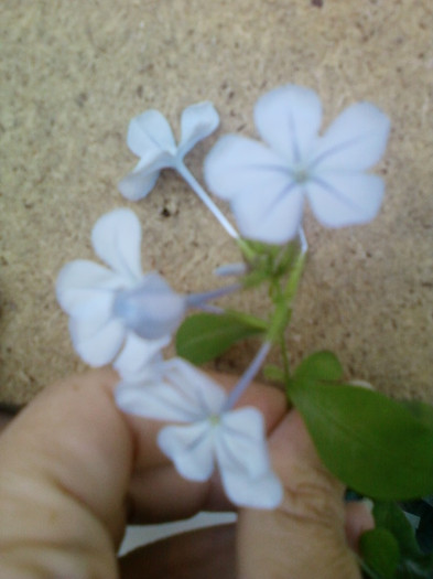 31 august 2012-flori 038 - august 2012-1