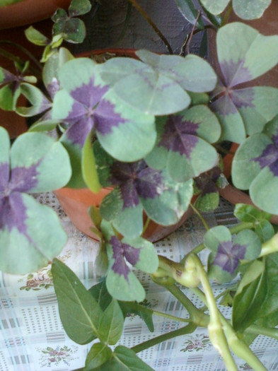 oxalis - august 2012-1