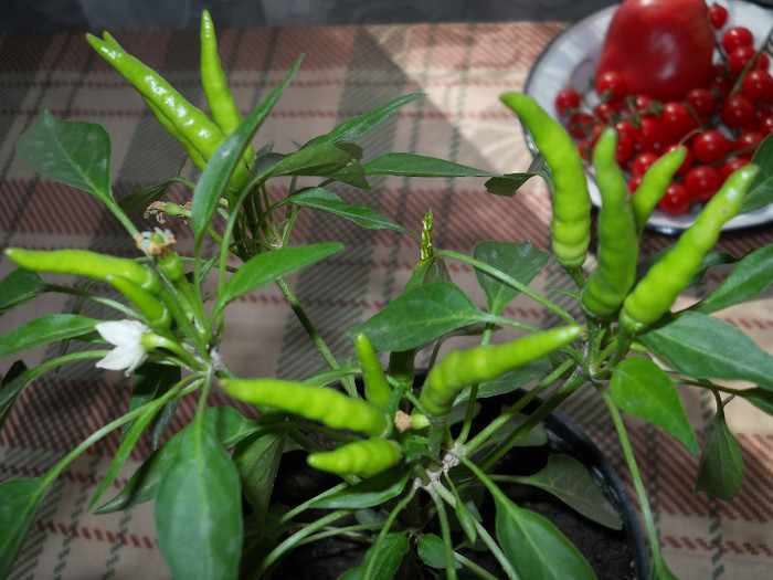 ardeee..iaşi papricaţi