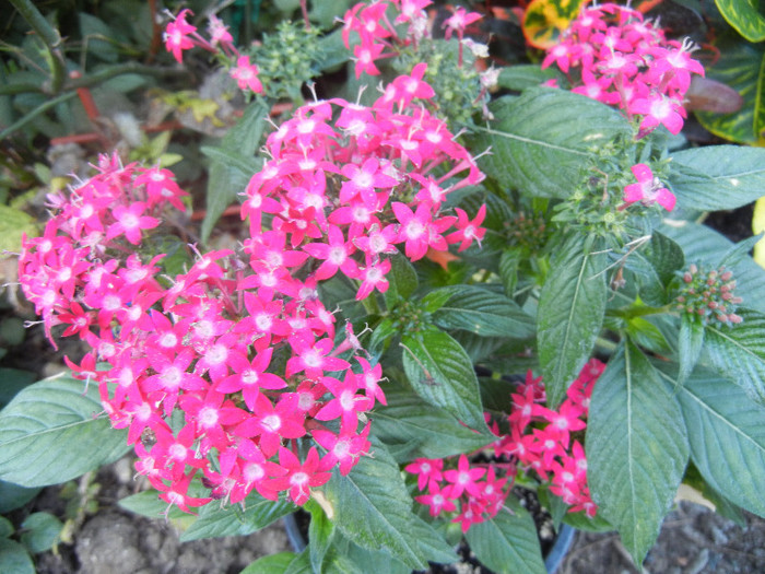 Pentas Graffiti Bright Red (2012, Aug.31) - Pentas Graffiti Red Bright