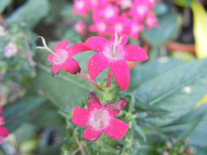 Pentas Graffiti Bright Red (2012, Aug.31) - Pentas Graffiti Red Bright