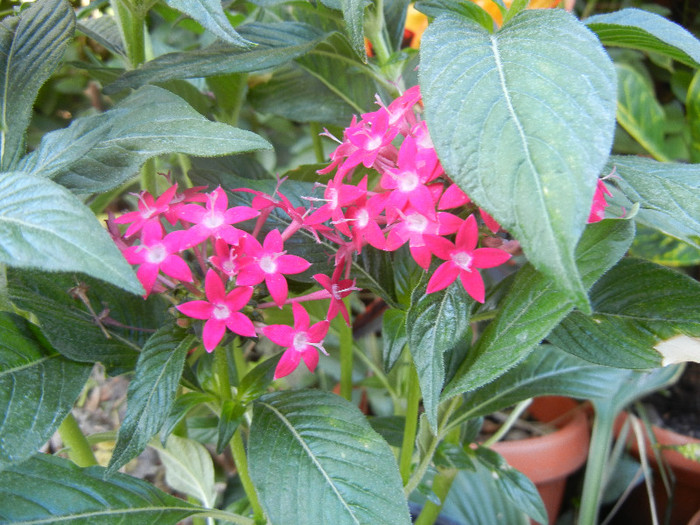 Red Egyptian Starcluster (2012, Aug.31) - Pentas Graffiti Red Bright