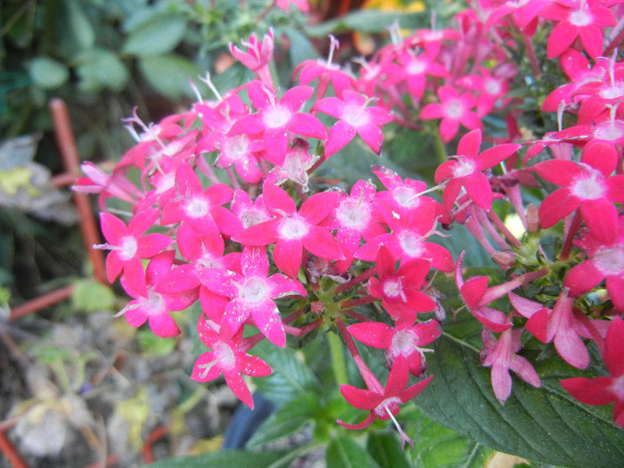 Red Egyptian Starcluster (2012, Aug.31) - Pentas Graffiti Red Bright