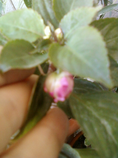 impatiens rosu batut