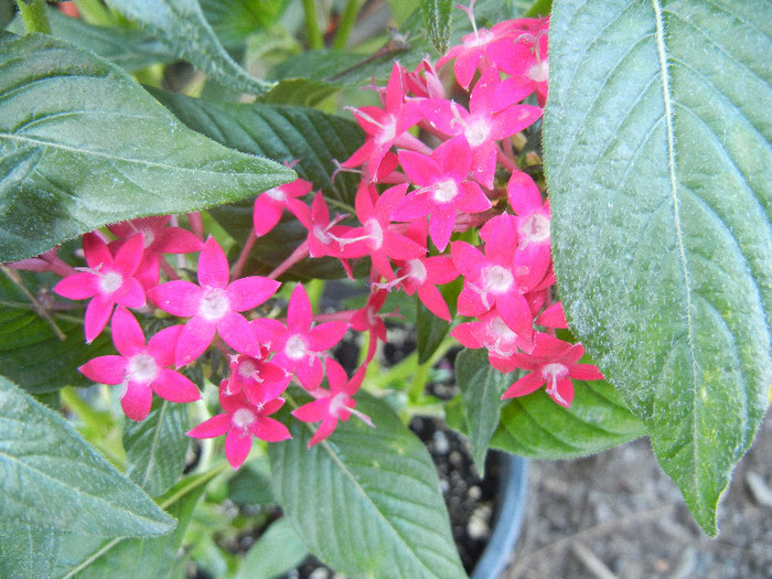 Red Egyptian Starcluster (2012, Aug.31) - Pentas Graffiti Red Bright