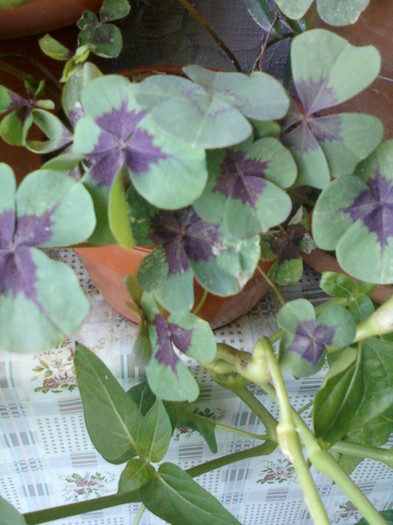 31 august 2012-flori 032 - oxalis