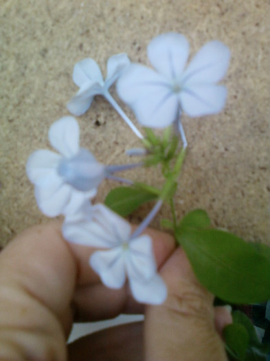 31 august 2012-flori 026 - plumbago bleu