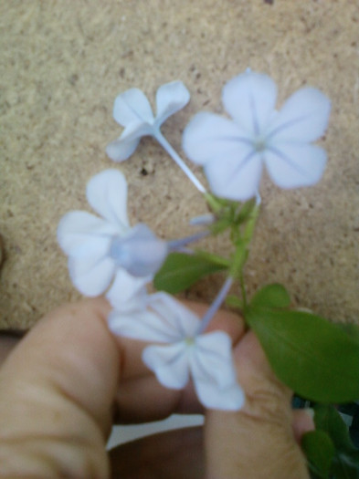 plumbago bleu (auriculata)