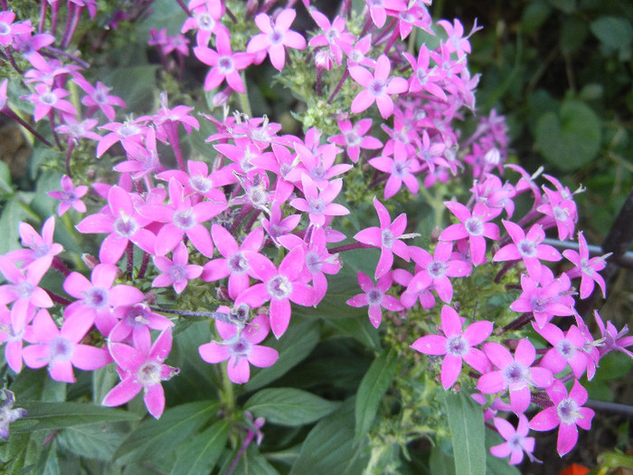 Pentas Graffiti Violet (2012, Aug.31)