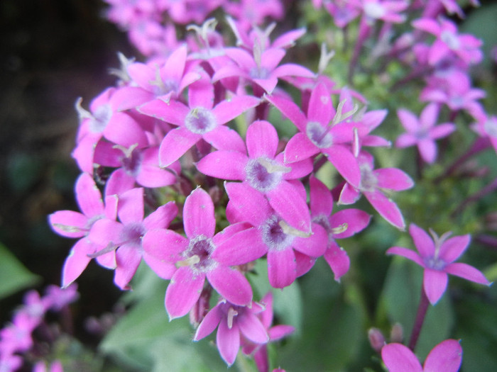 Pentas Graffiti Violet (2012, Aug.31) - Pentas Graffiti Violet