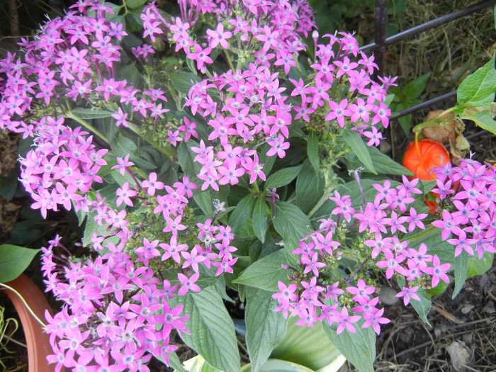 Violet Egyptian Starcluster (2012, Aug.31)