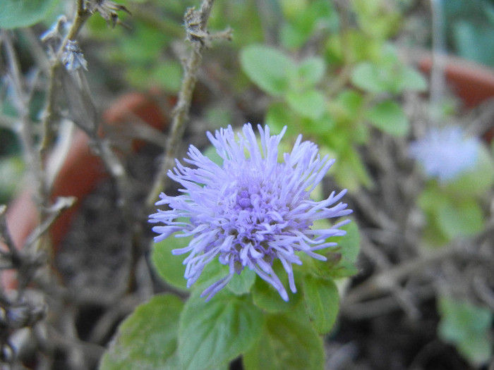 Ageratum houstonianum (2012, Aug.31)