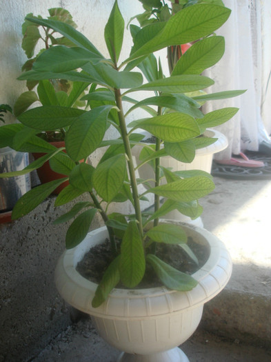 DSC06949; arborele de cauciuc
