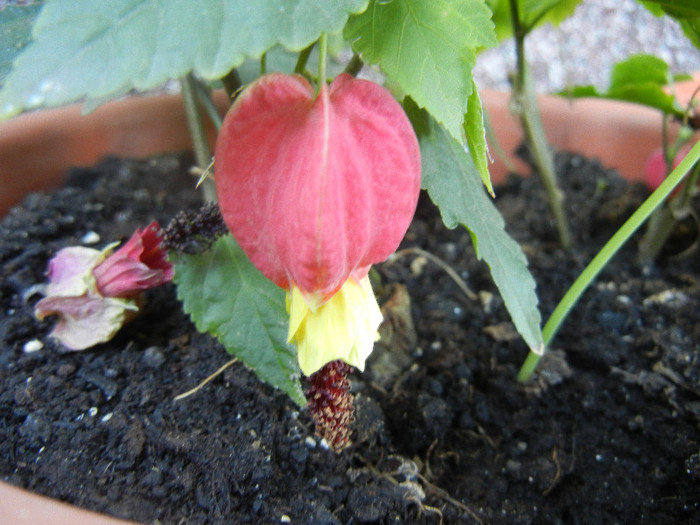 Abutilon megapotamicum (2012, Aug.31) - Abutilon megapotamicum