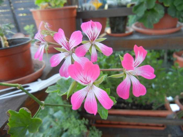 Ivy geranium Bicolor (2012, Aug.31) - Ivy-geranium Bicolor