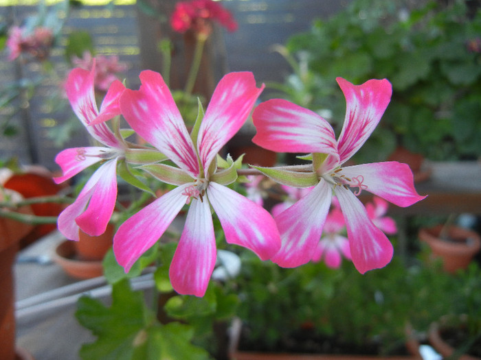 Ivy geranium Bicolor (2012, Aug.31) - Ivy-geranium Bicolor