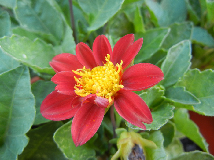 Dahlia Figaro Red (2012, August 31) - Dahlia Figaro Red