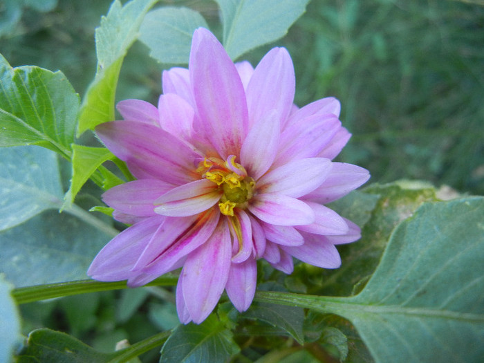 Light Purple dahlia (2012, August 31)