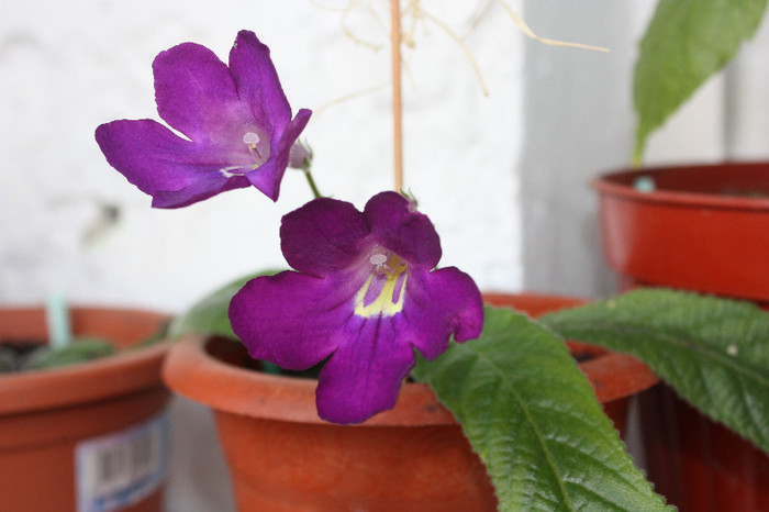 IMG_5966 - Gloxinii si strepto