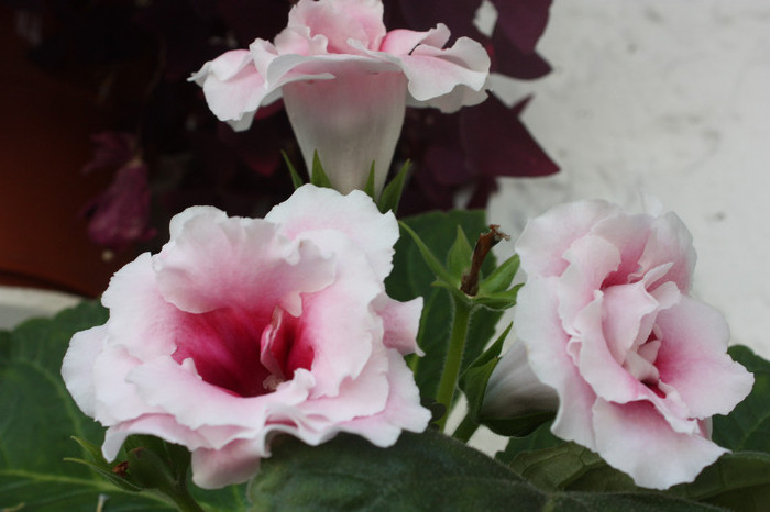 IMG_5971 - Gloxinii si strepto